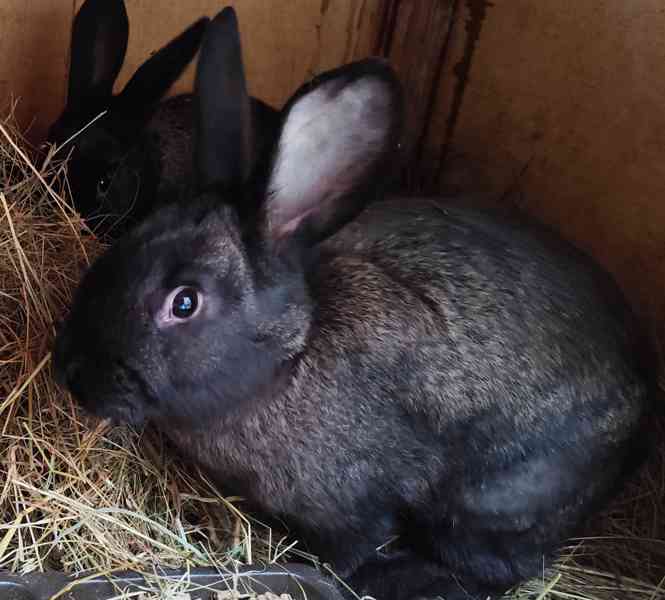 Králík samci do chovu český strakáč x burgundský  - foto 3