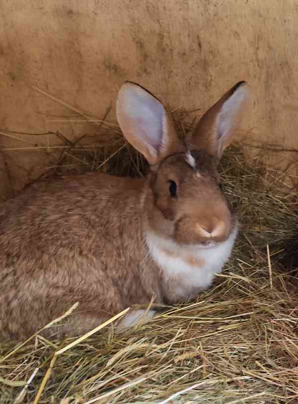 Králík samci do chovu český strakáč x burgundský  - foto 2