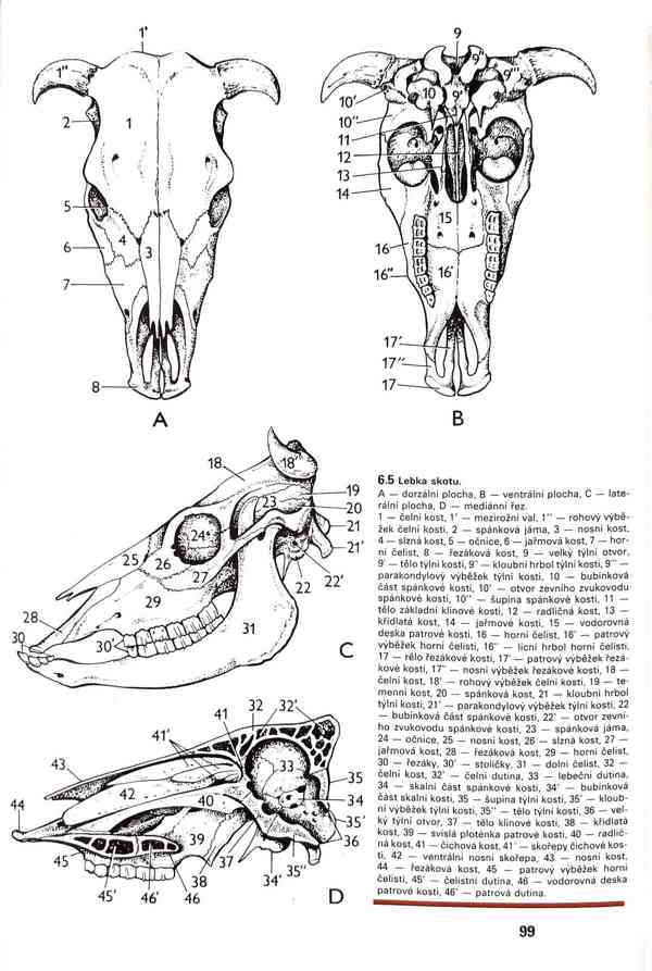 Skripta v PDF - foto 10