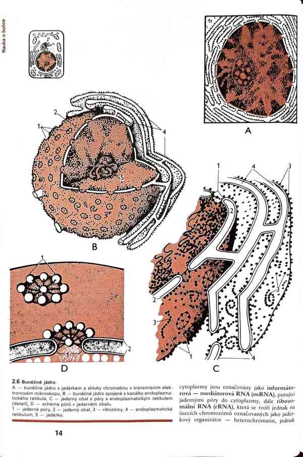 Skripta v PDF - foto 6