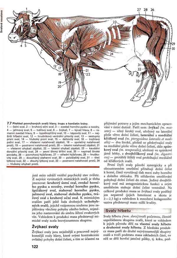 Skripta v PDF - foto 13