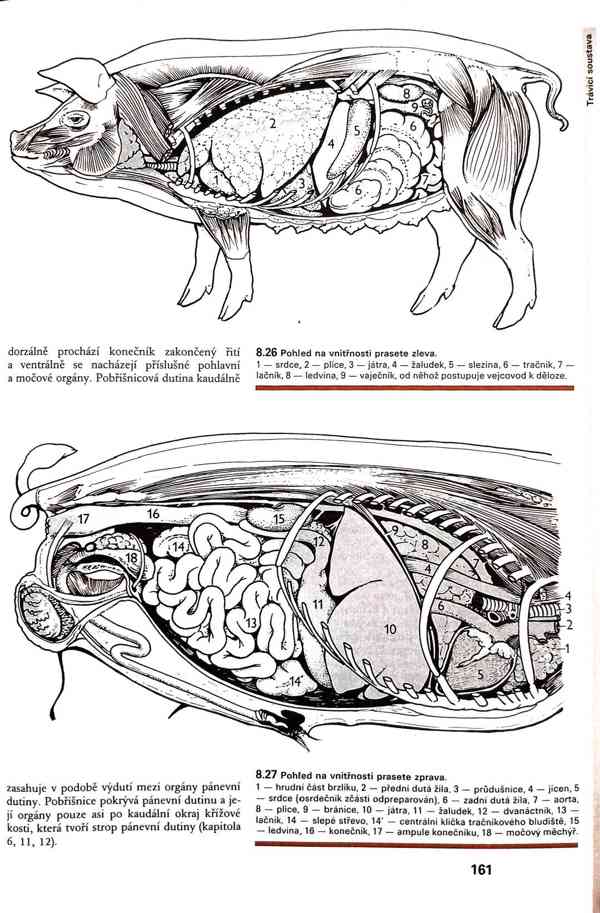 Skripta v PDF - foto 19