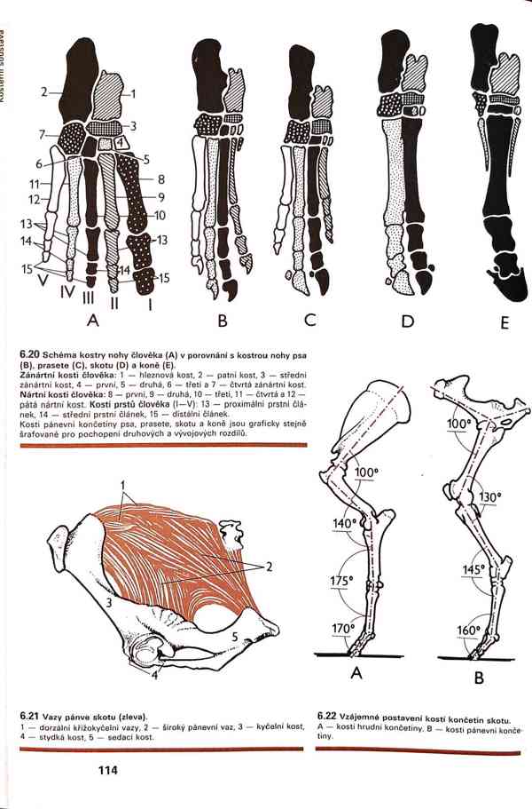 Skripta v PDF - foto 12