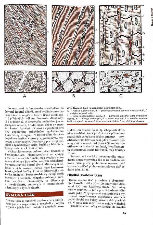 Skripta v PDF - foto 7