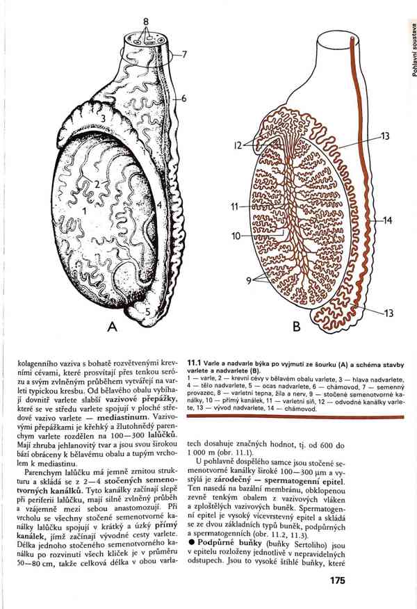 Skripta v PDF - foto 20