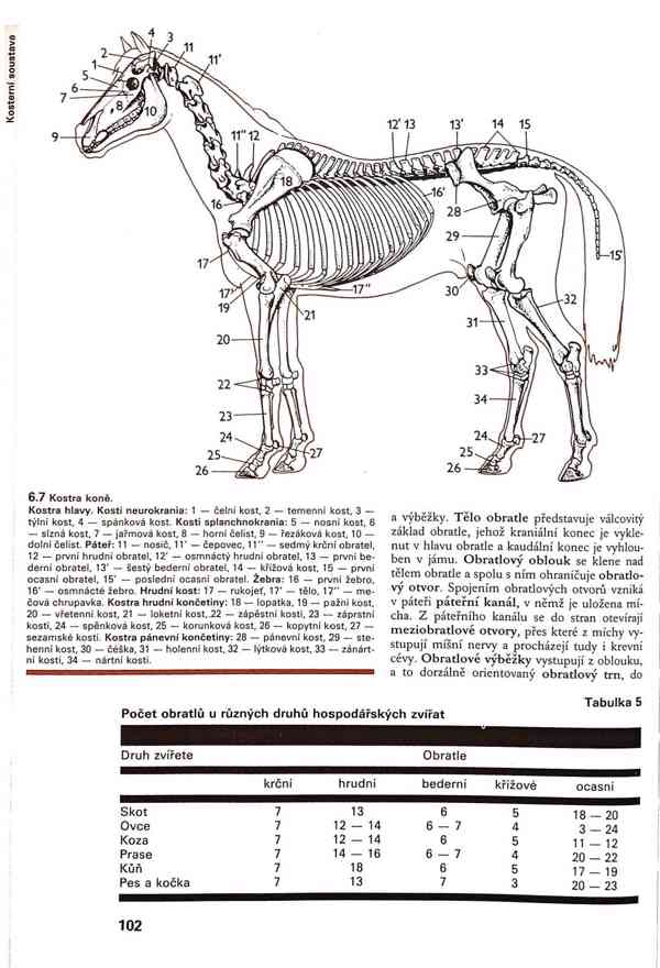 Skripta v PDF - foto 11