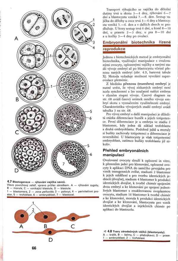 Skripta v PDF - foto 9