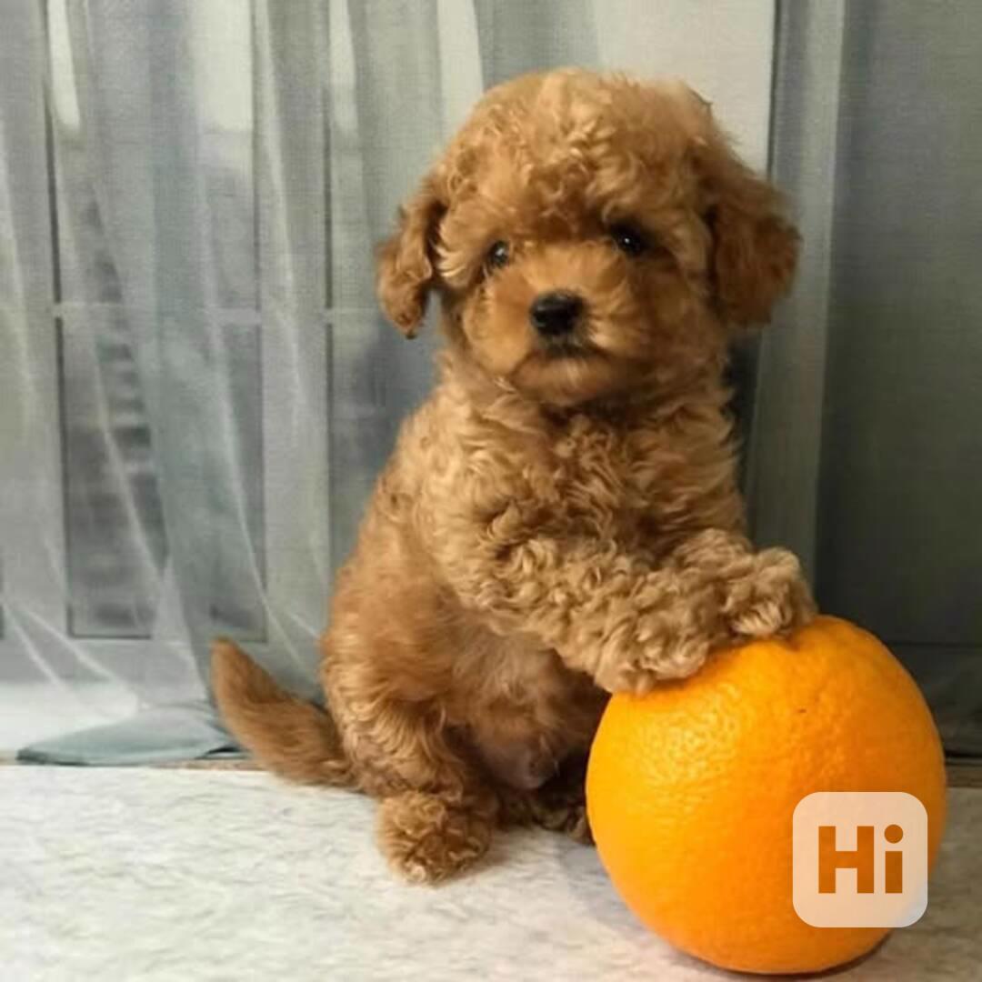 Nejroztomilejší štěňátka k odběru!!  - foto 1