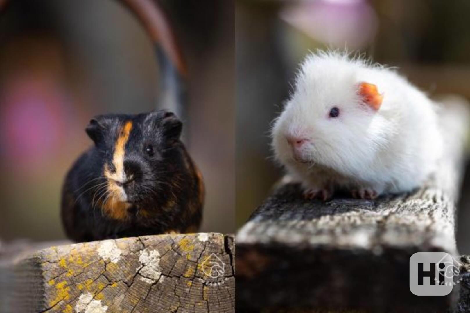 Kain a Abel z útulku Voříškov - foto 1