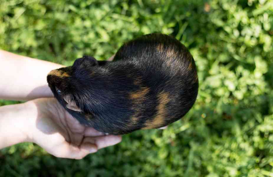 Kain a Abel z útulku Voříškov - foto 10