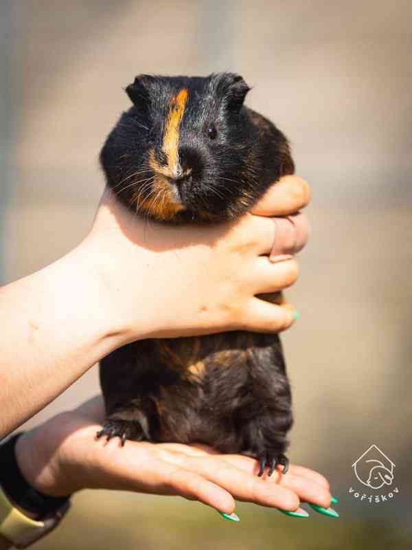 Kain a Abel z útulku Voříškov - foto 2