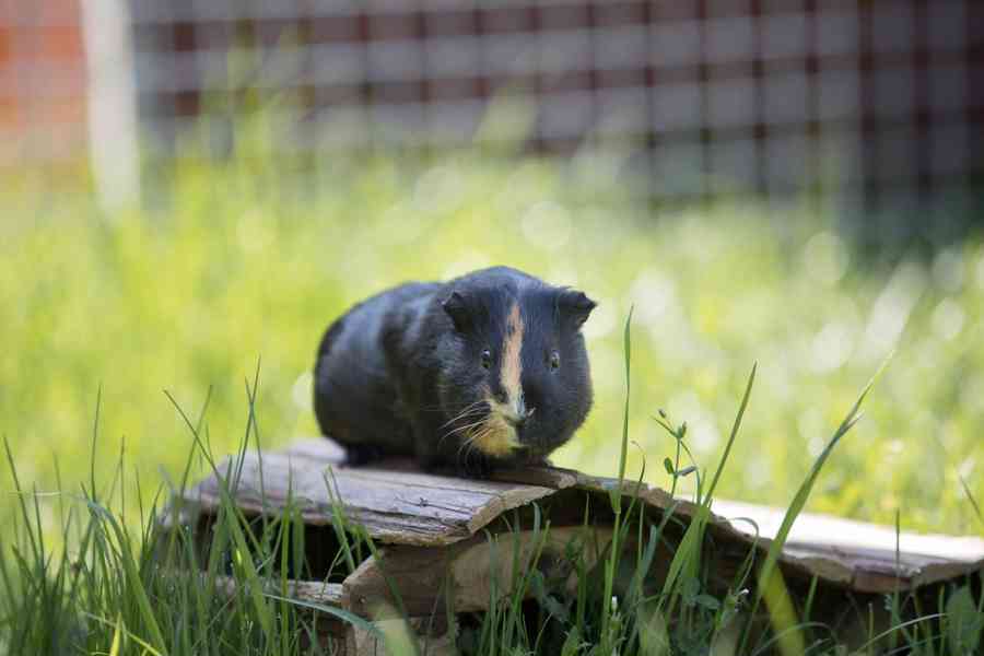 Kain a Abel z útulku Voříškov - foto 11