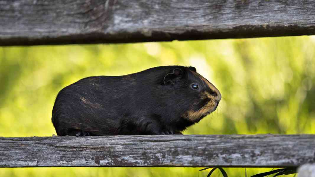 Kain a Abel z útulku Voříškov - foto 7