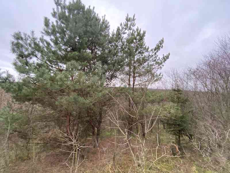 Lesní pozemek Šarovy - foto 4