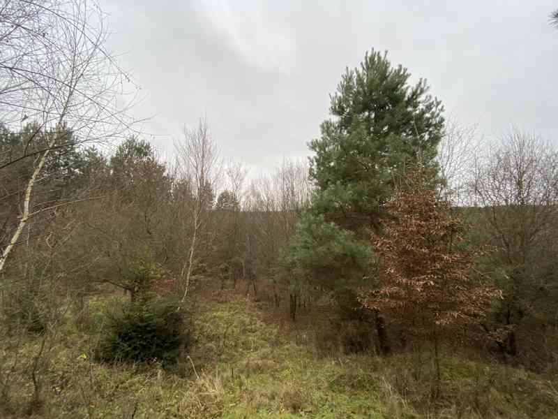 Lesní pozemek Šarovy - foto 5
