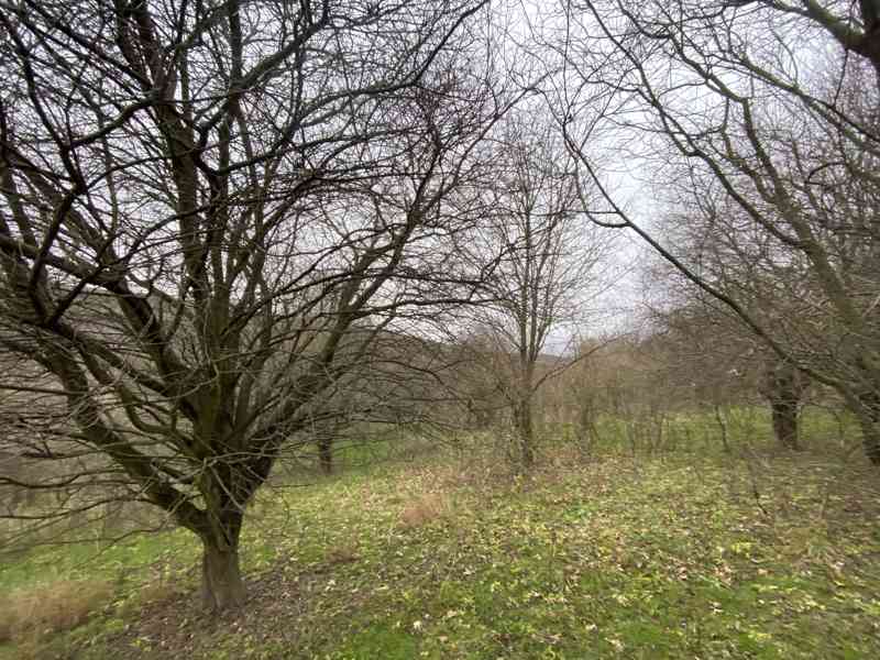 Lesní pozemek Šarovy - foto 3