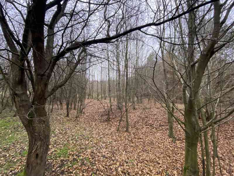 Lesní pozemek Šarovy - foto 9