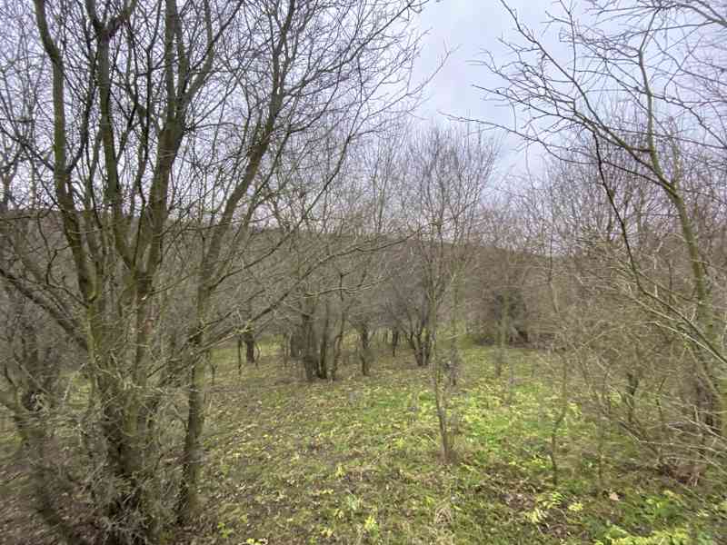 Lesní pozemek Šarovy - foto 2