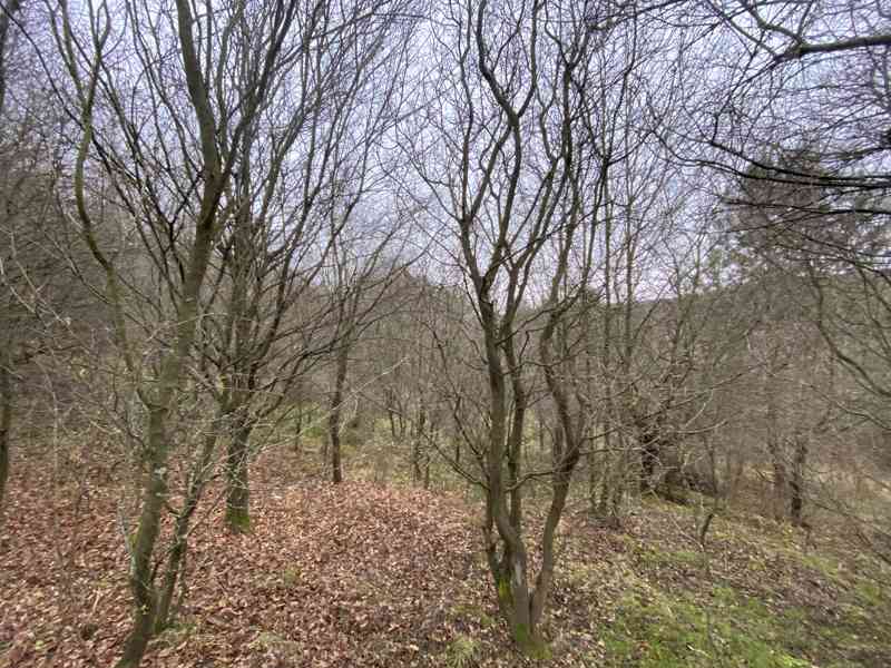 Lesní pozemek Šarovy - foto 6