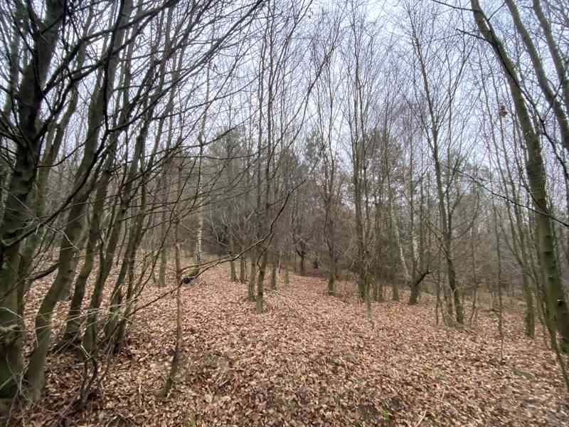 Lesní pozemek Šarovy - foto 7