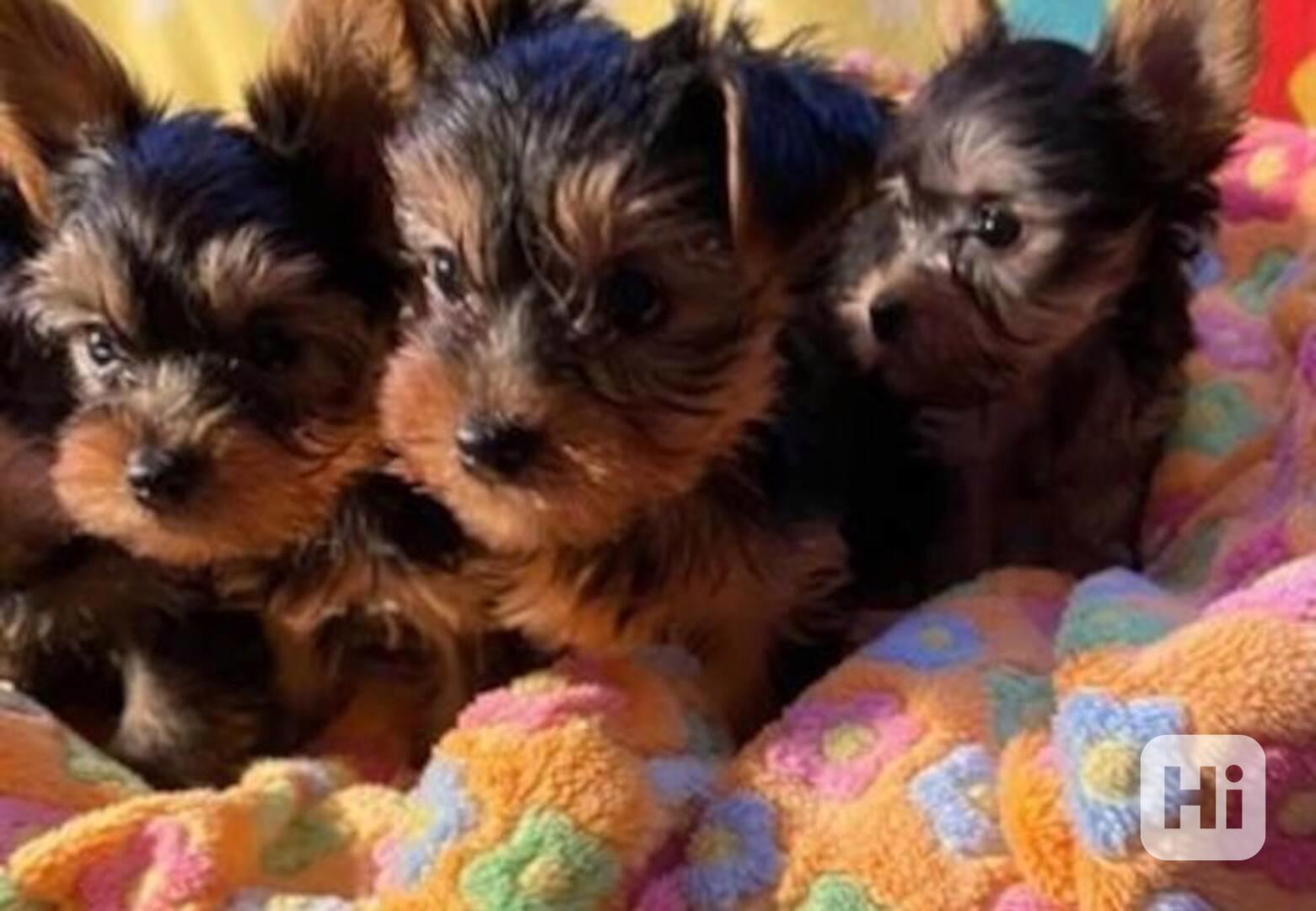 Štěňata jorkšírského teriéra - foto 1