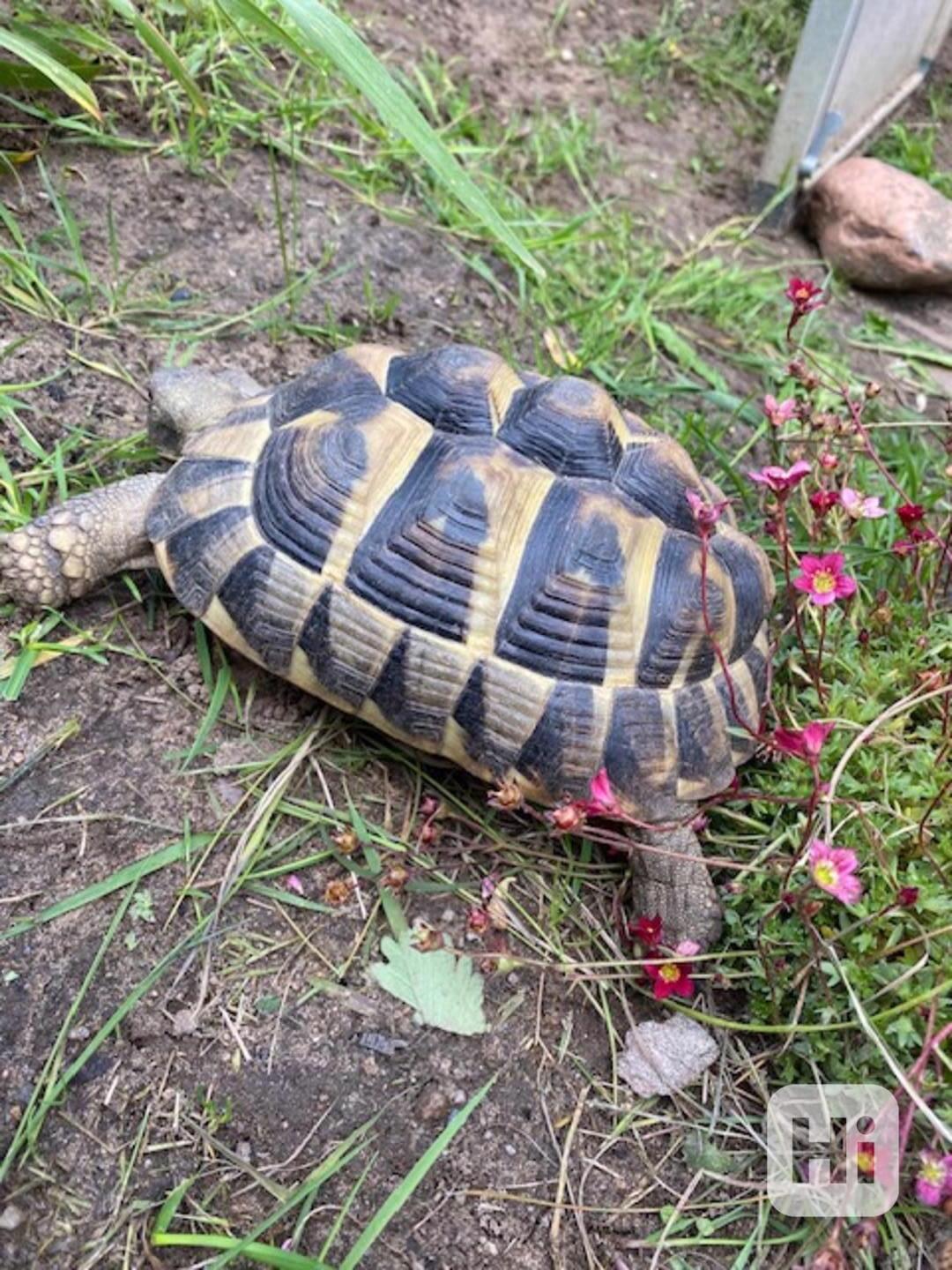 Prodám 6 měsíční mláďata želv Testudo Hermanni s pp - foto 1