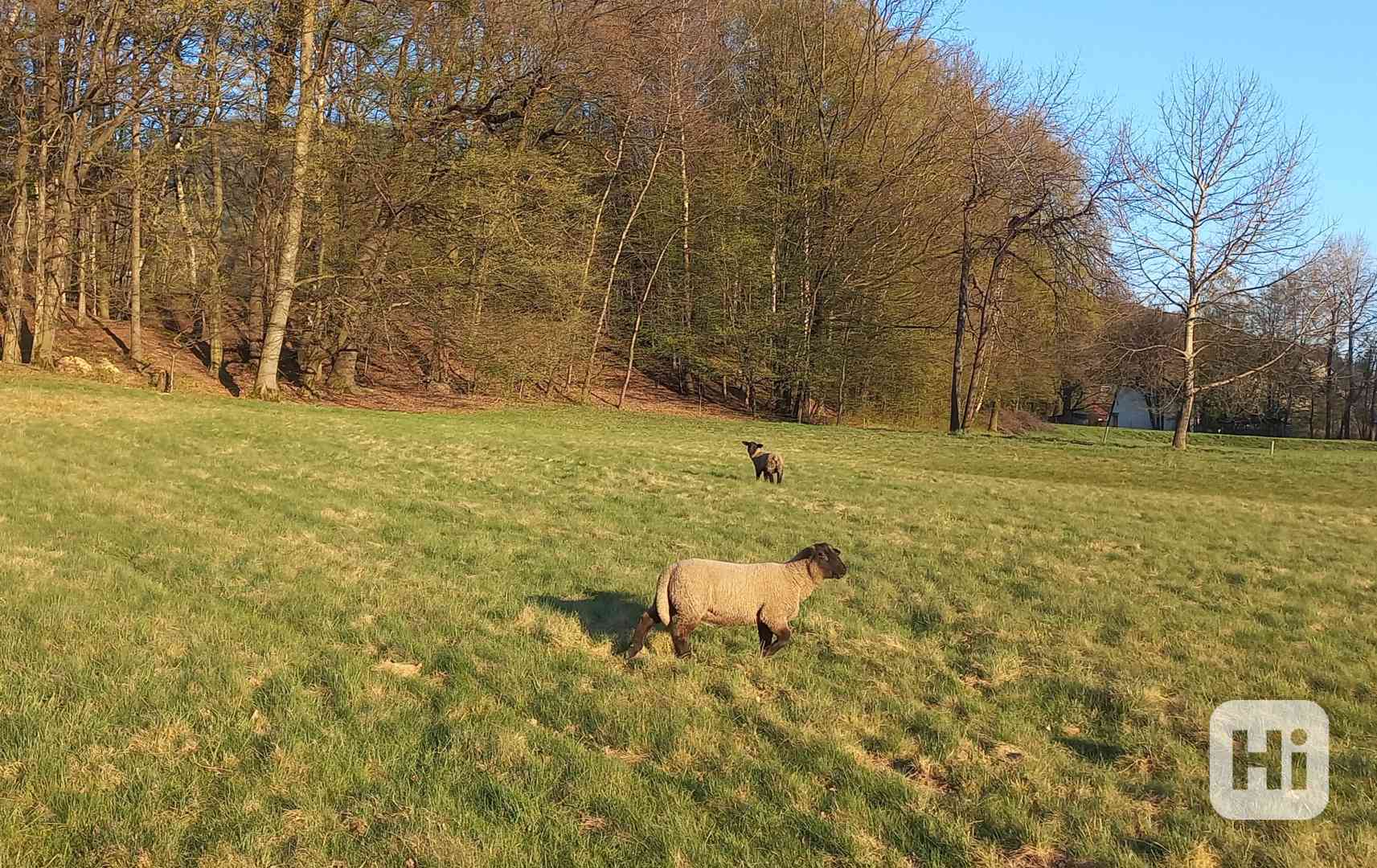 Suffolk jehně - foto 1