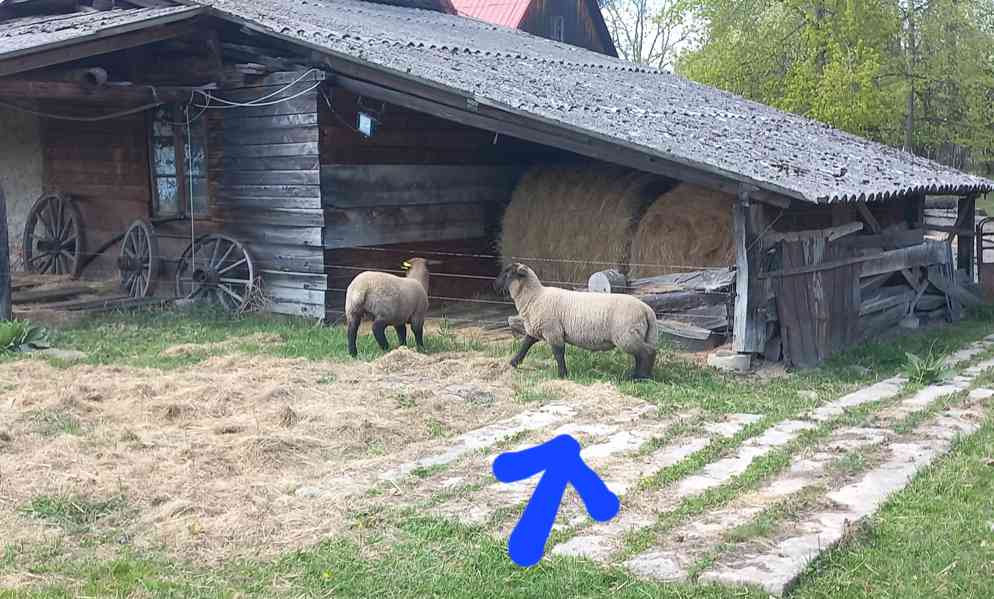Suffolk jehně - foto 3