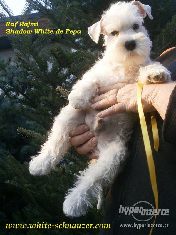 Knírač malý bílý s PP nádherná štěňátka - foto 8