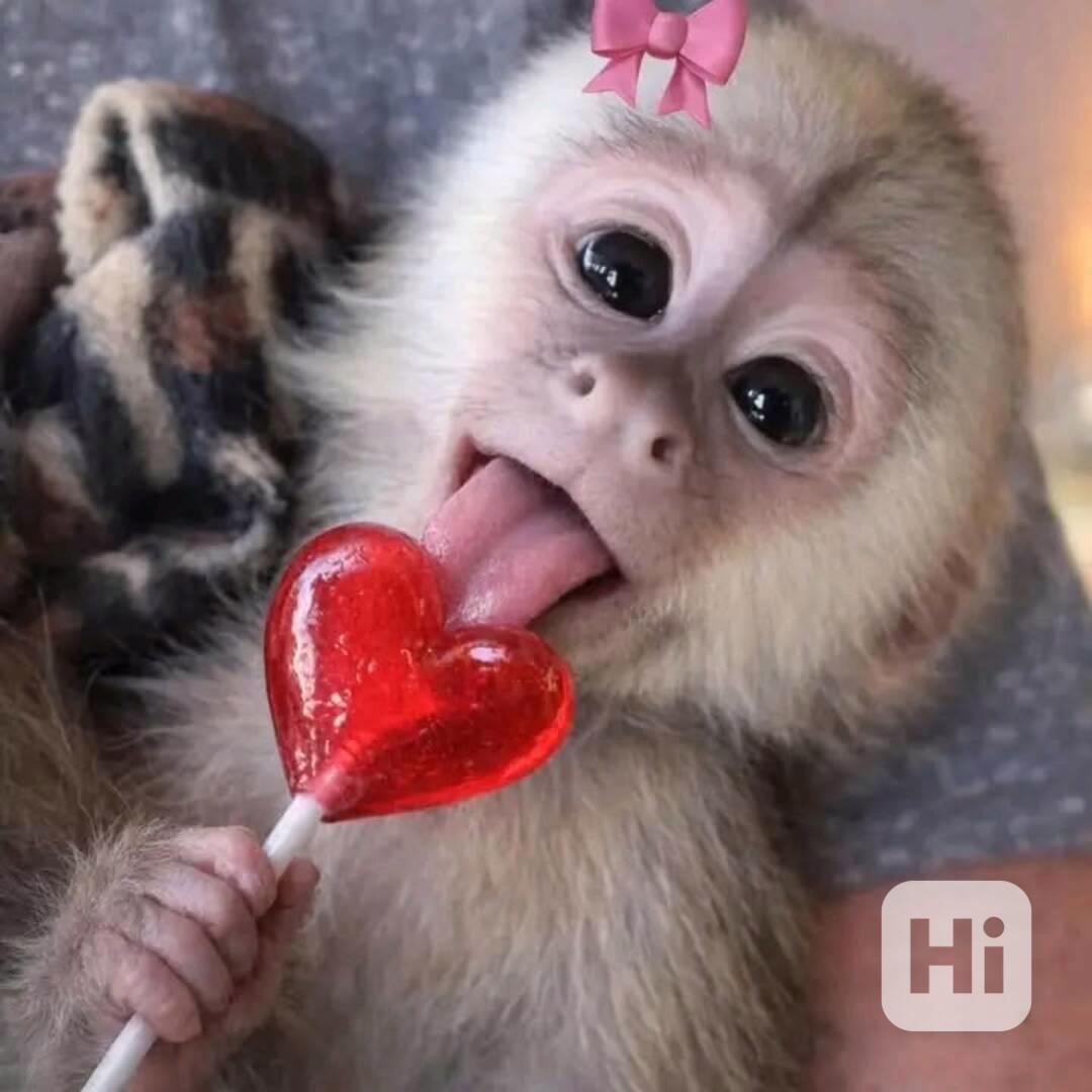 Zdarma Dítě kapucínské opice k adopci nyní zdarma   - foto 1