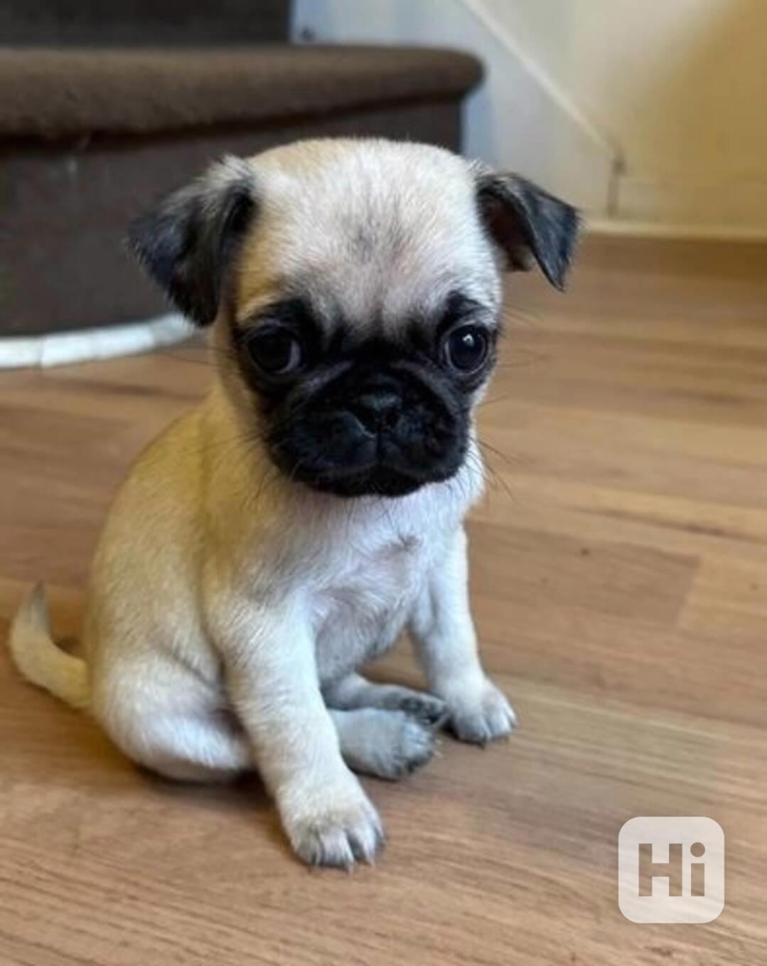 Máme k dispozici štěňata mopsa samce a samice. - foto 1