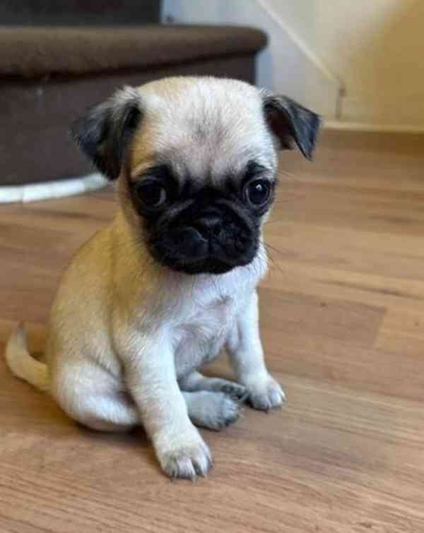 Máme k dispozici štěňata mopsa samce a samice. - foto 1