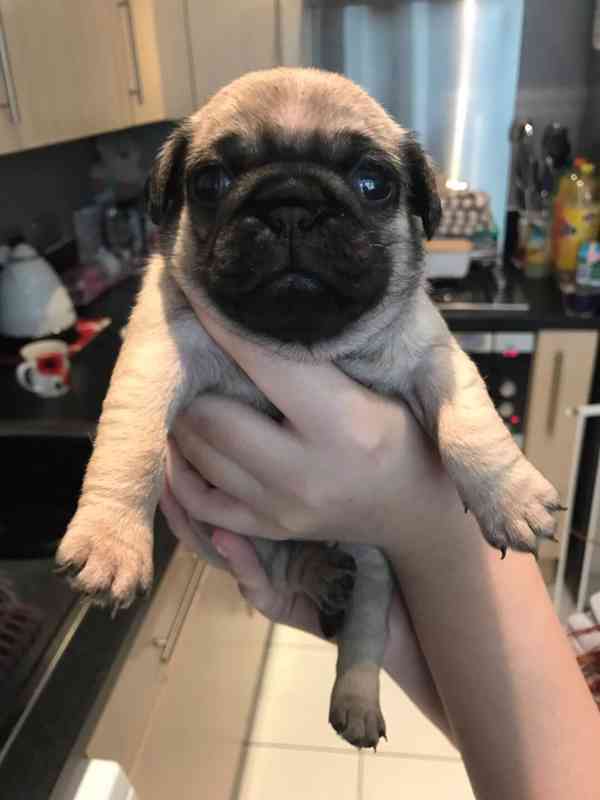 Máme k dispozici štěňata mopsa samce a samice. - foto 2