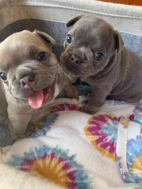 Zdarma Dobře vycvičená štěňata francouzského buldočka   - foto 2