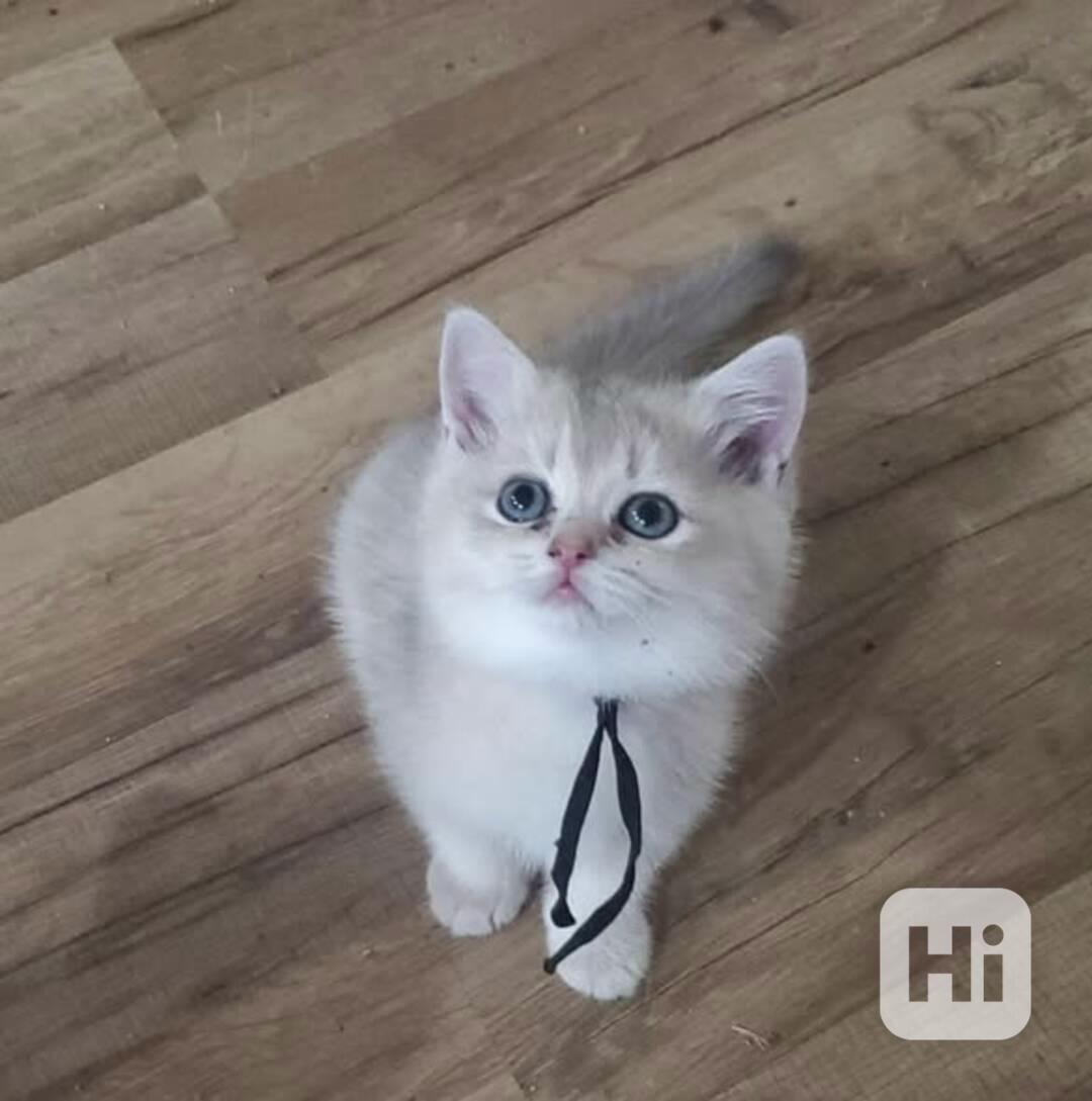 Úžasná britská krátkosrstá koťátka k adopci zdarma - foto 1
