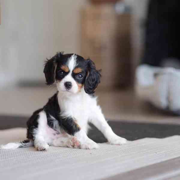 Šteniatka kavaliera king charles spaniela. - foto 2