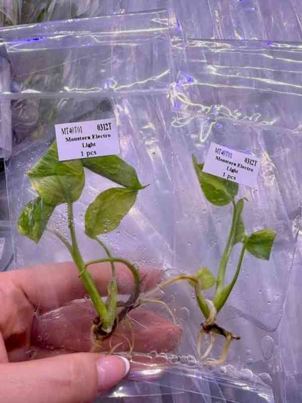 Pletivo monstera a alokázie Dobrý den - foto 3