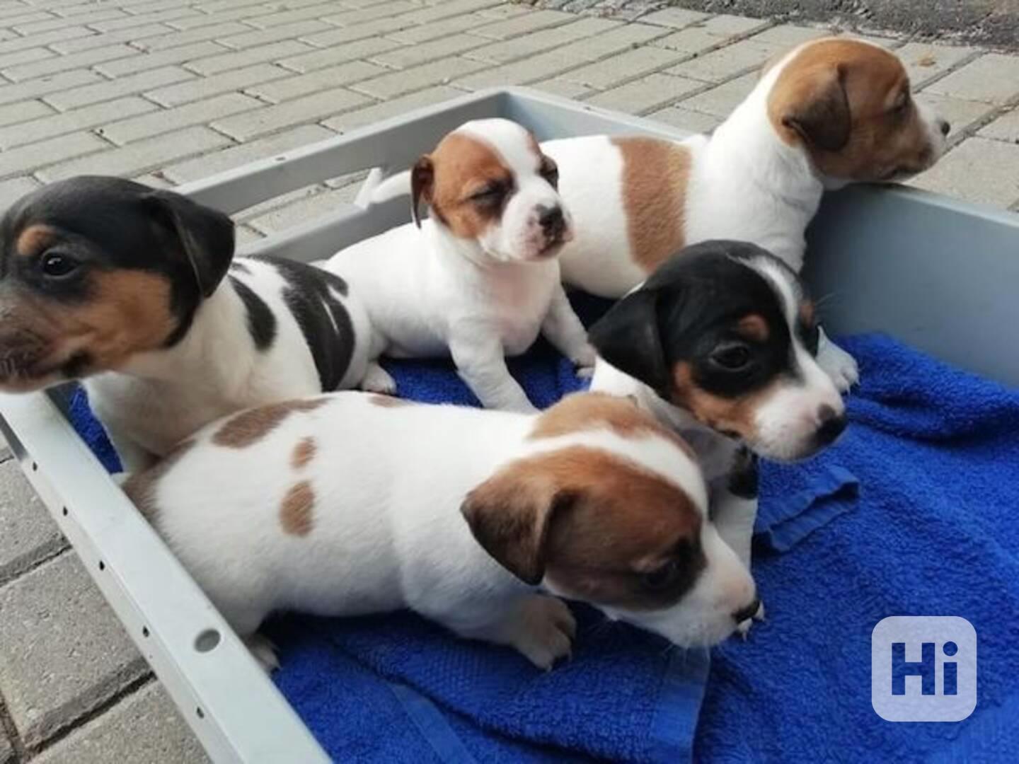 štěňátka Jack Russel teriér - foto 1