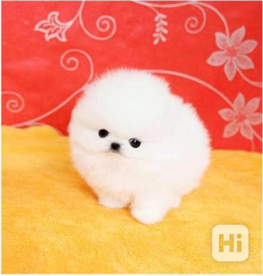 štěňata pomeranianů na dárek - foto 1