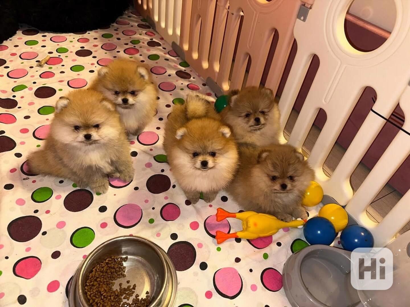 k dispozici čistokrevný pomeranian - foto 1