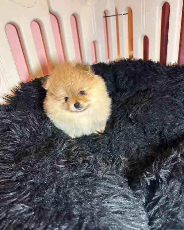 k dispozici čistokrevný pomeranian - foto 2