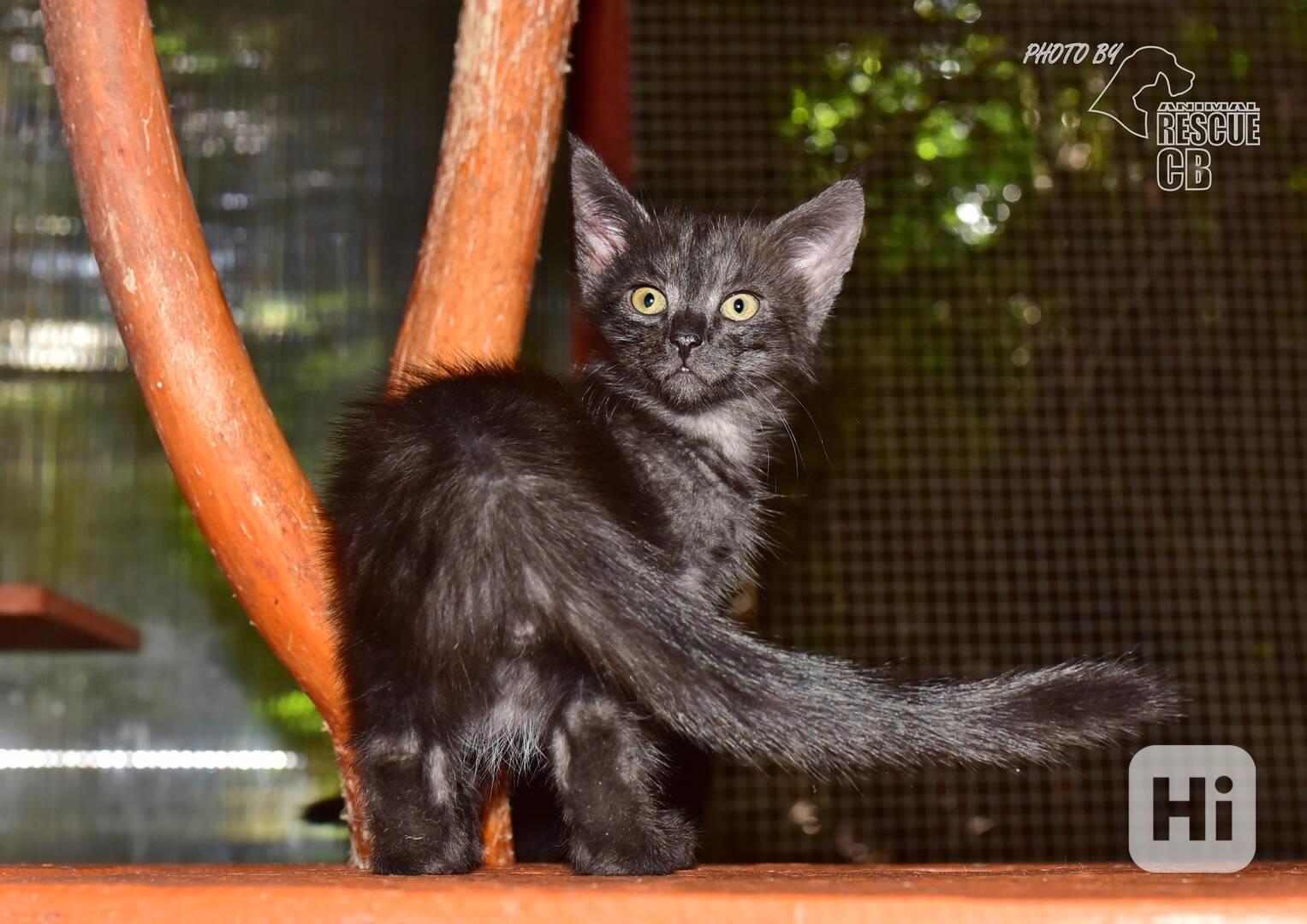 Darujeme nalezené kotě - foto 1