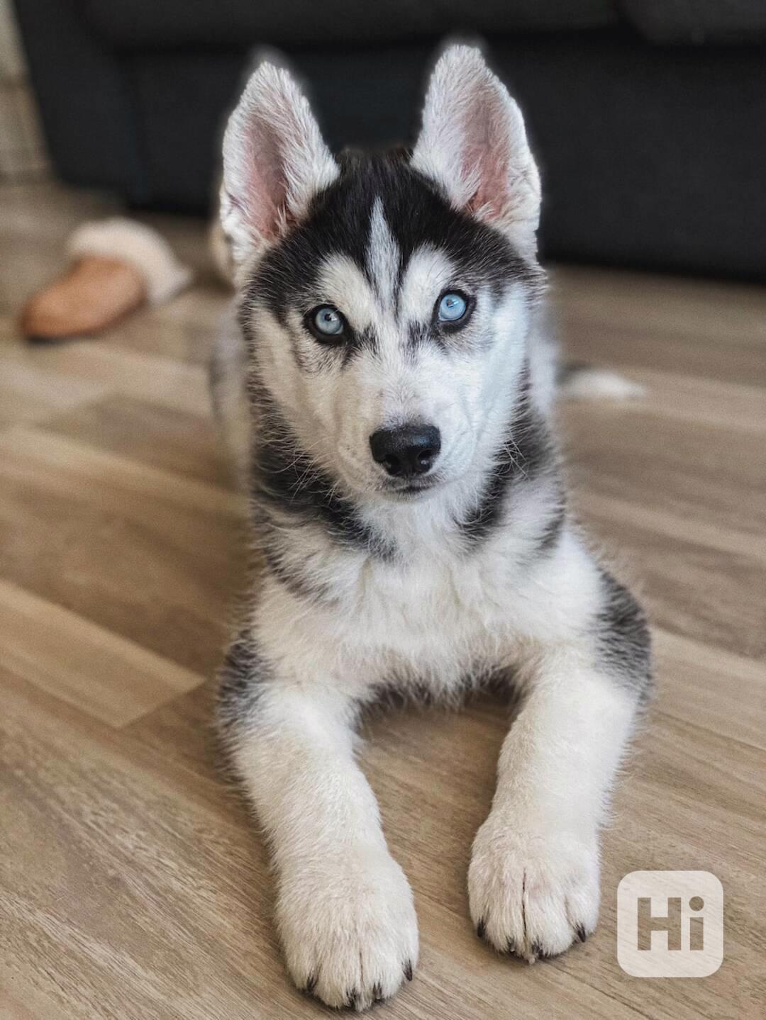 Sibiřský husky štěně - foto 1