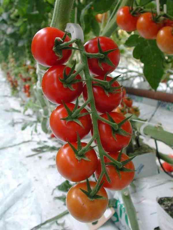 Rajče Spencer - semena