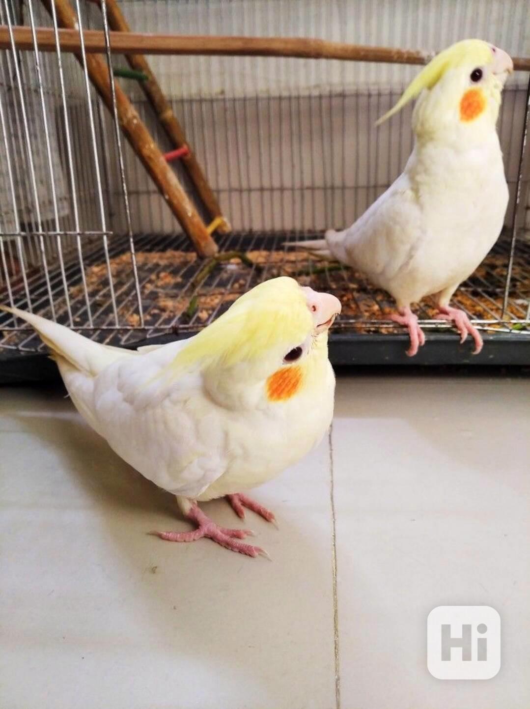 Překrásní papoušci korely ihned k adopci zdarma - foto 1