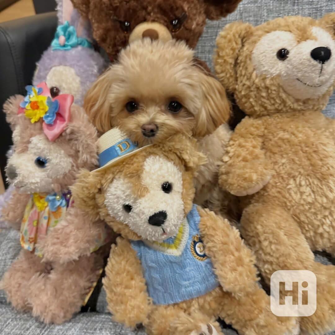 Hravé štěně pejsek připravené ihned k odběru - foto 1