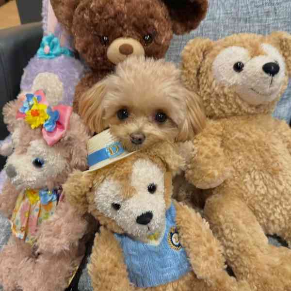 Hravé štěně pejsek připravené ihned k odběru - foto 2