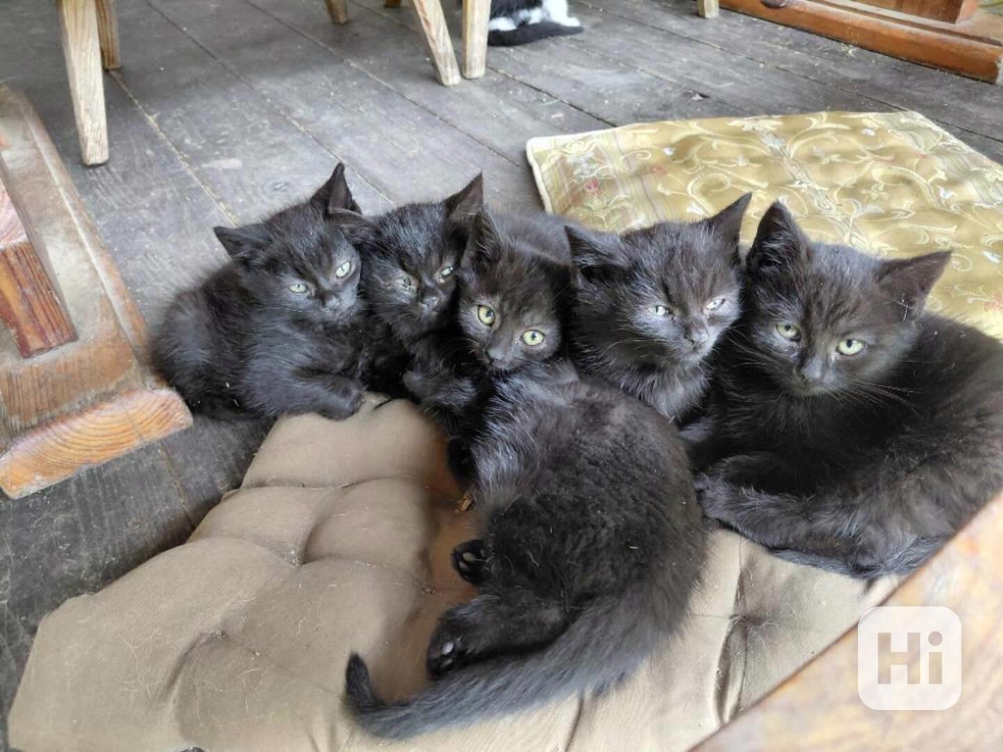 Pět čertíků z Vítkova - foto 1