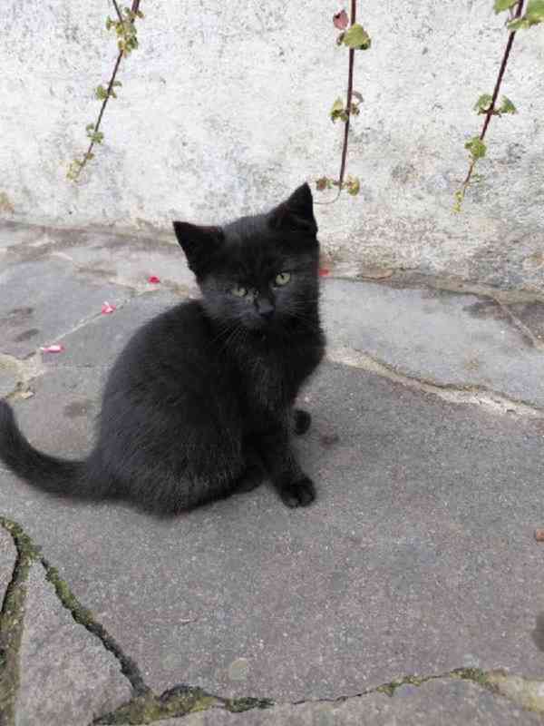 Pět čertíků z Vítkova - foto 5