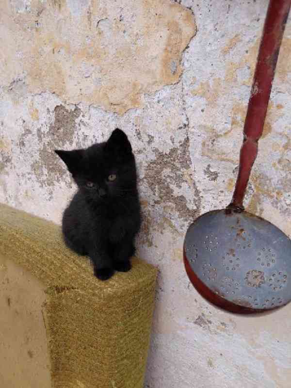 Pět čertíků z Vítkova - foto 6